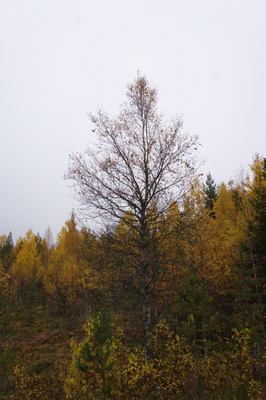 golden silver birches 140 — download