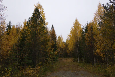 golden silver birches 141 — download