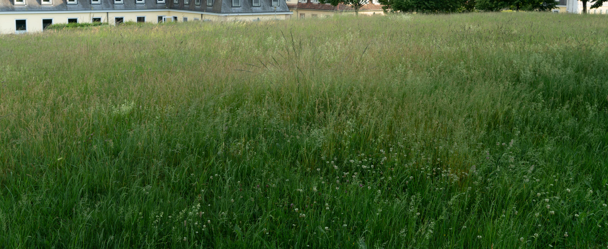 high grass 059 — Download