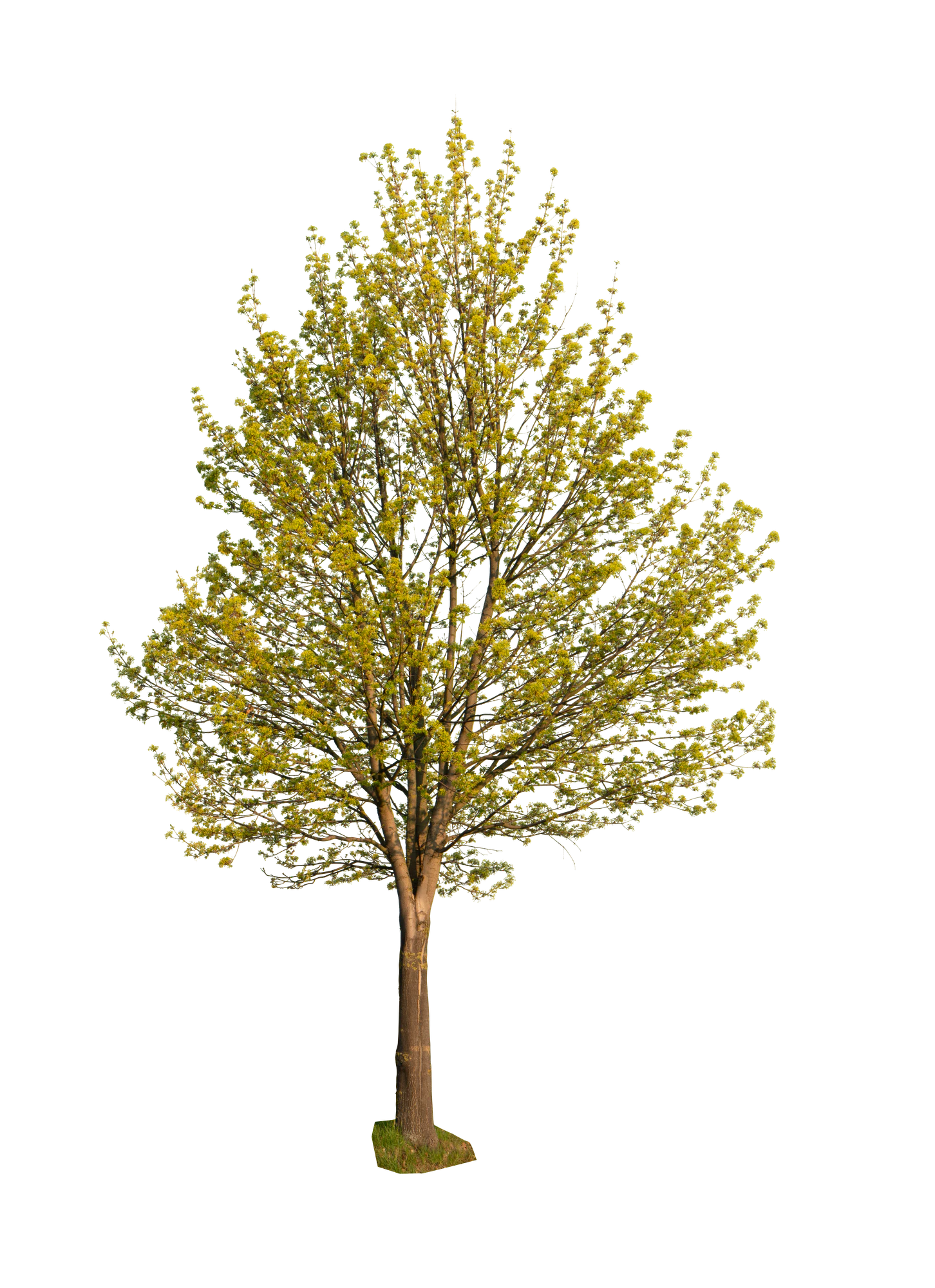 spring tree 003 — Download