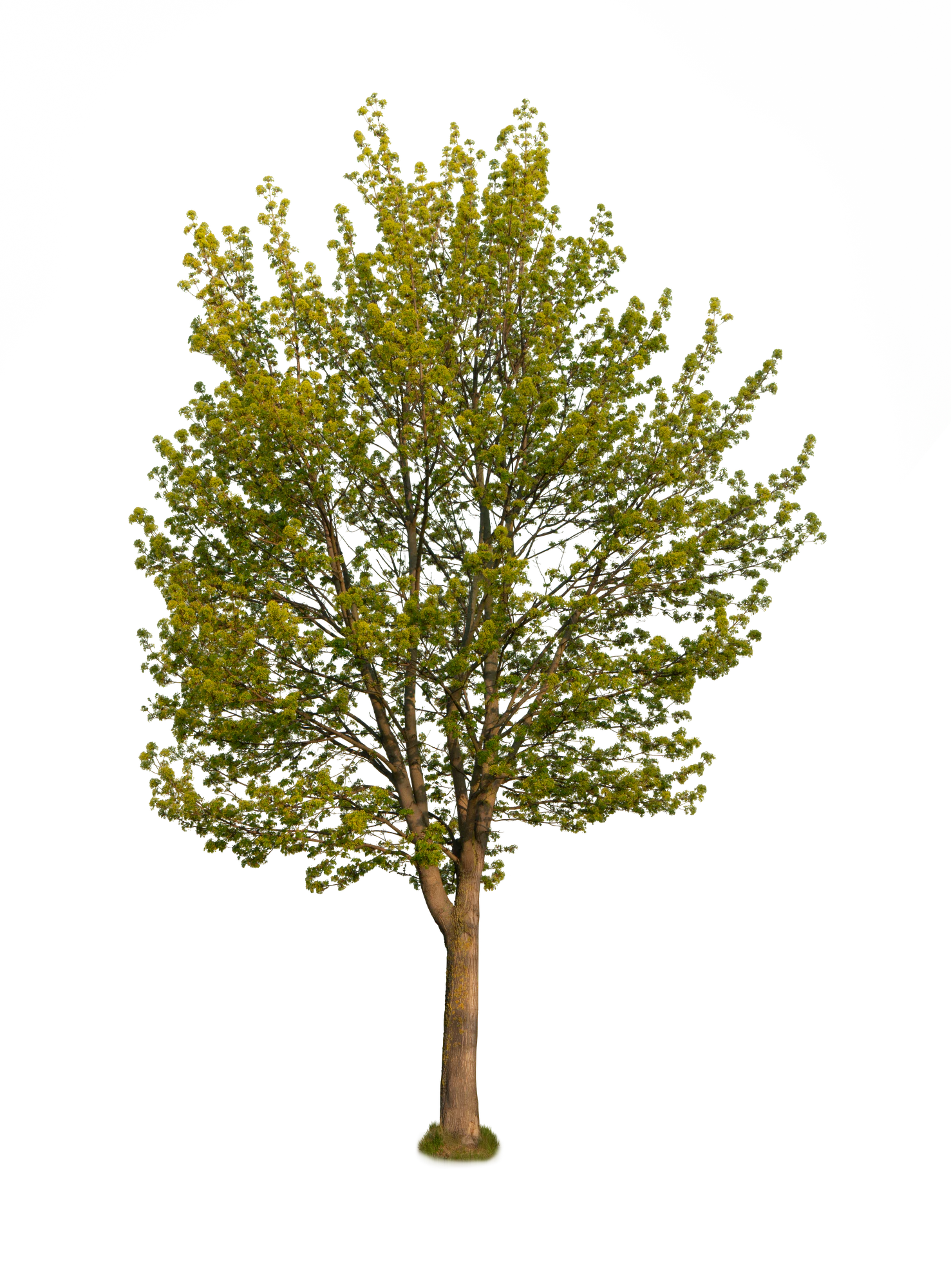 spring tree 006 — Download