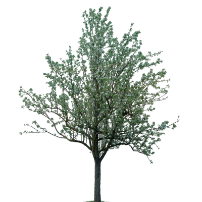 spring tree 014 — download