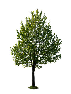 spring tree 030 — download