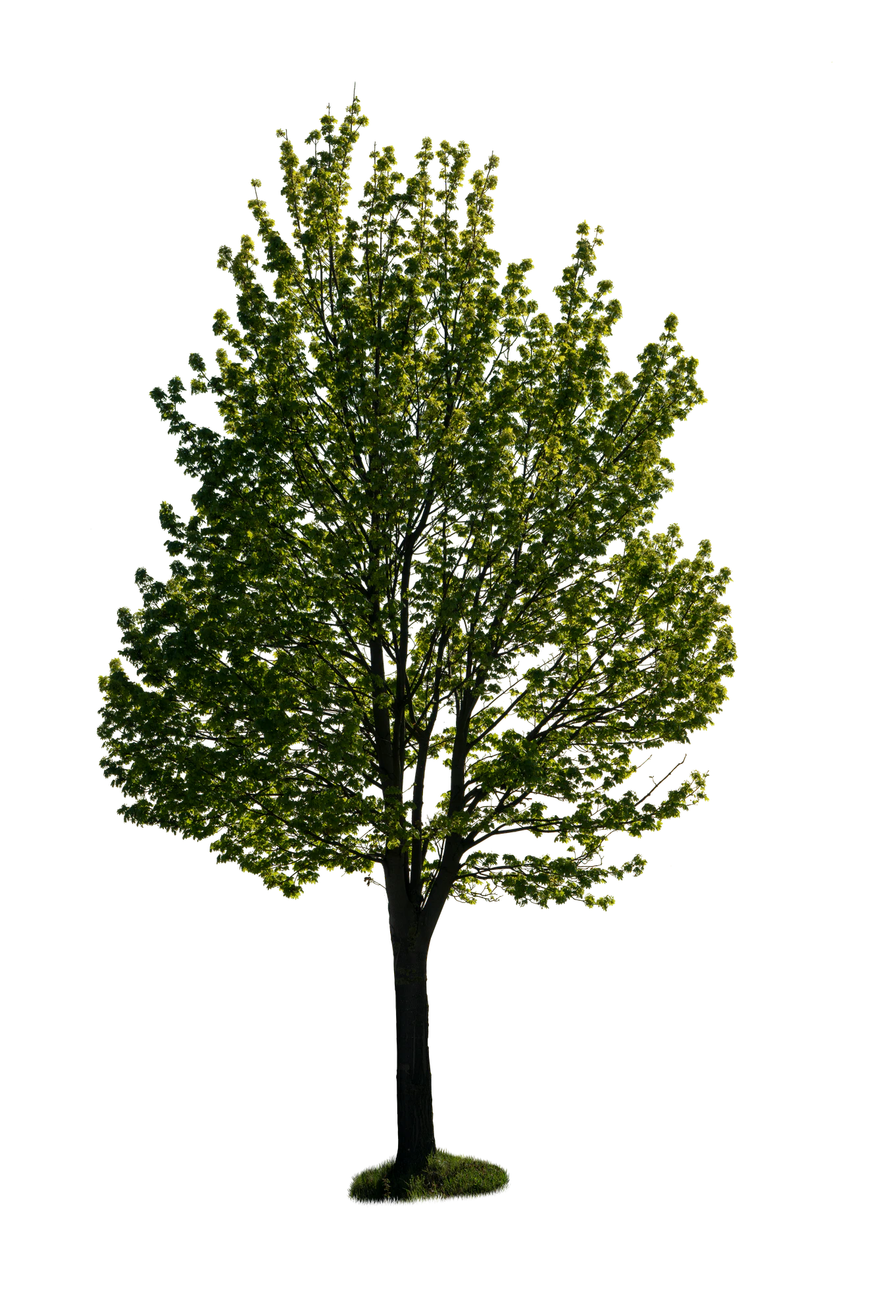 spring tree 042 — Descargar