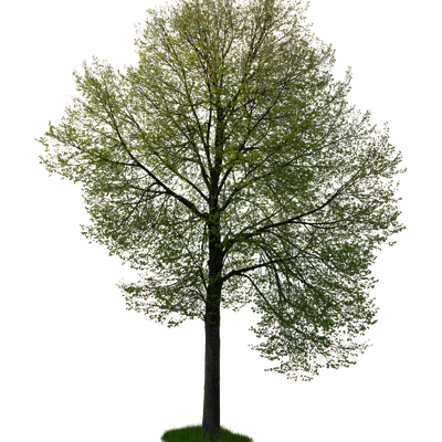 spring tree 047 — download