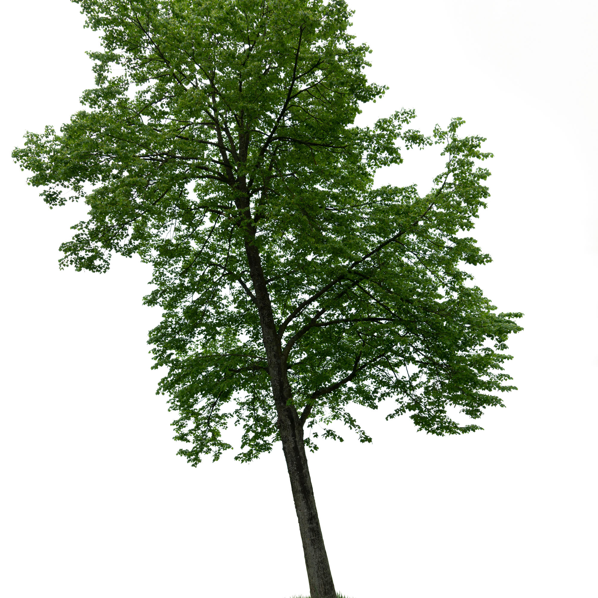 spring tree 059 — Download