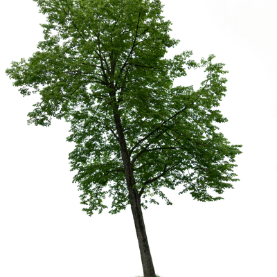 spring tree 059 — download