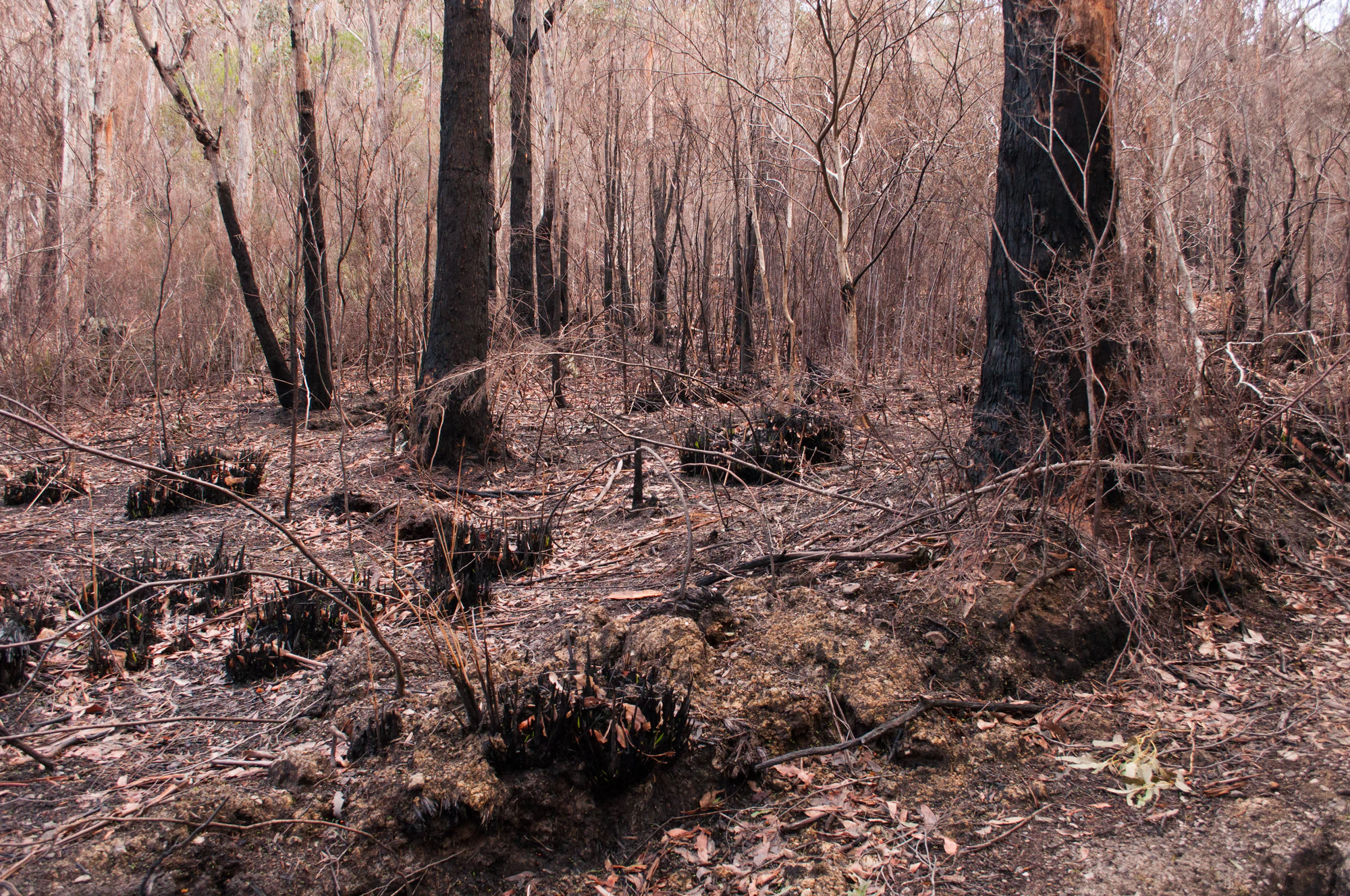 081 — Скачать