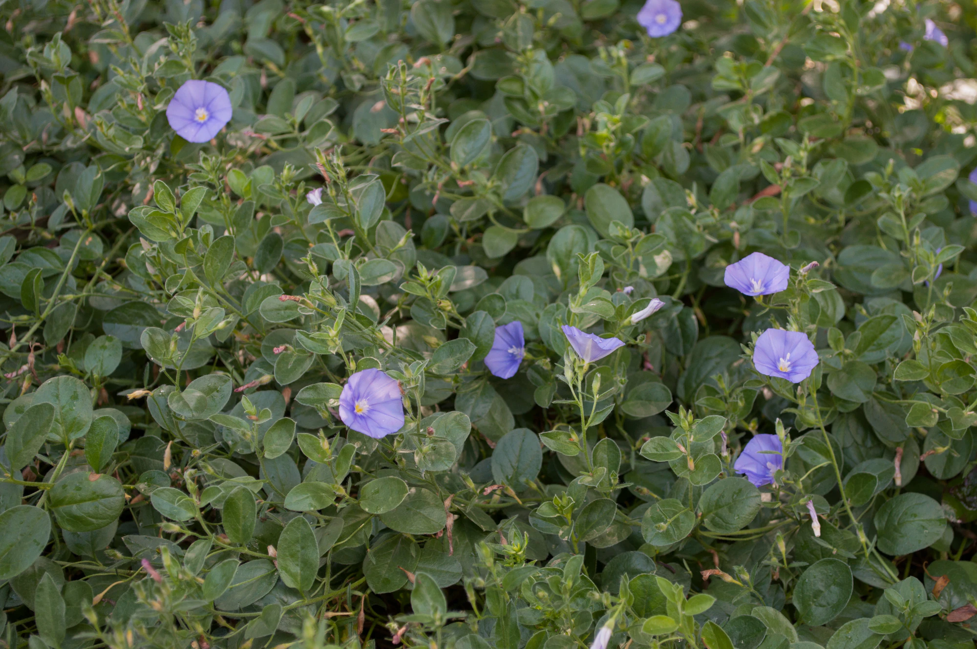 178 — Скачать