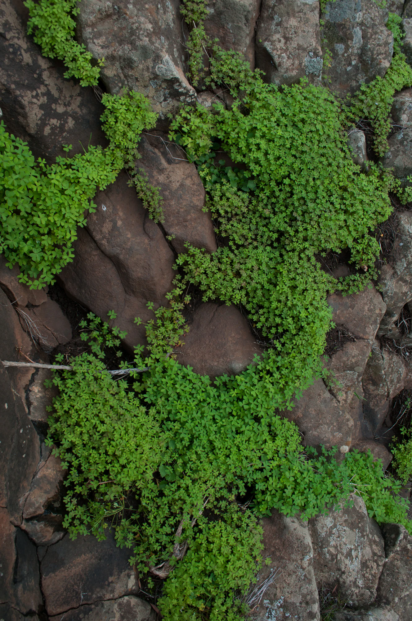 161 — Скачать