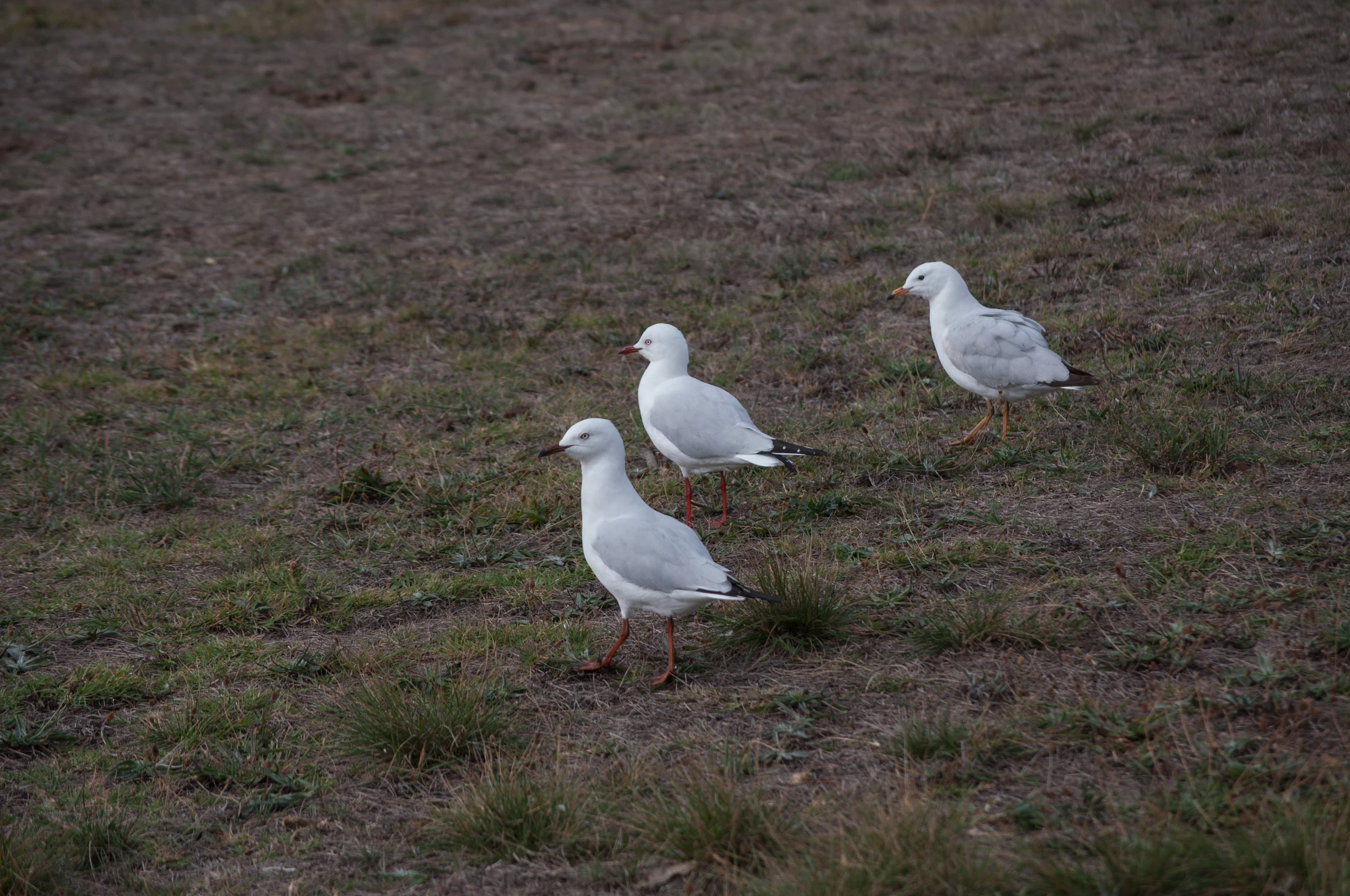 079 — Скачать