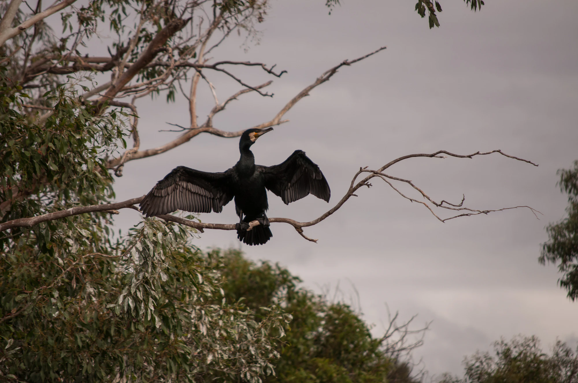 081 — Скачать