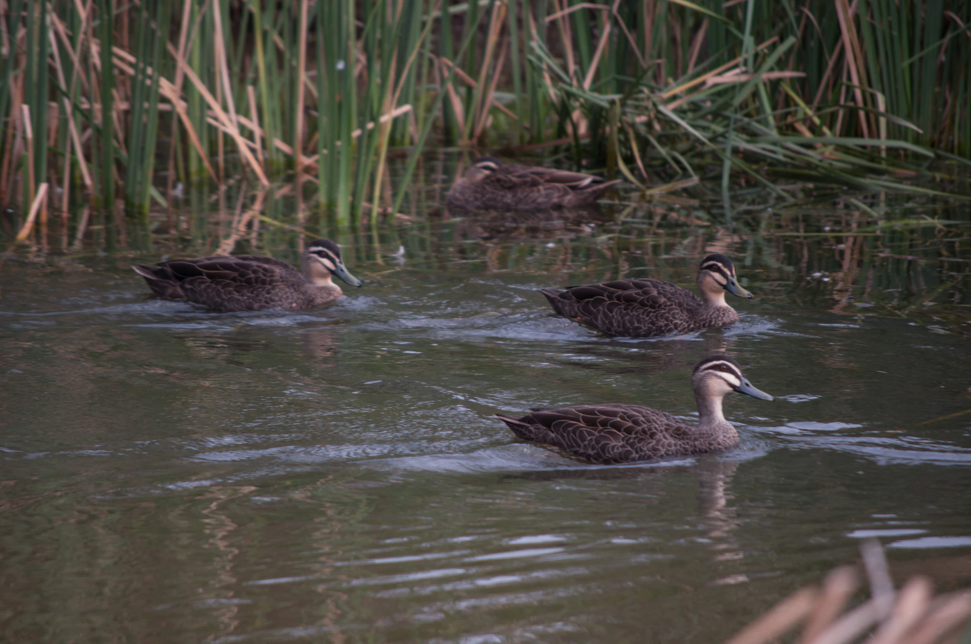 083 — Скачать