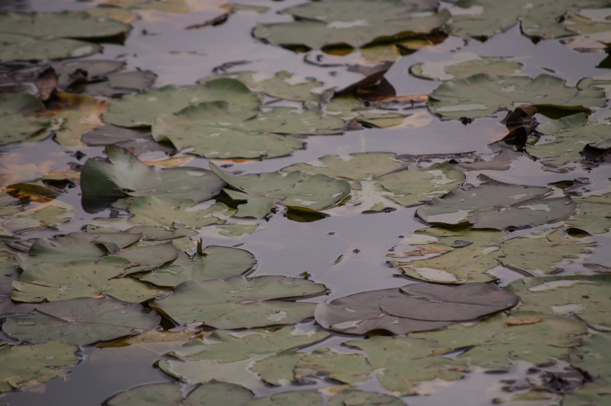 089 — Скачать