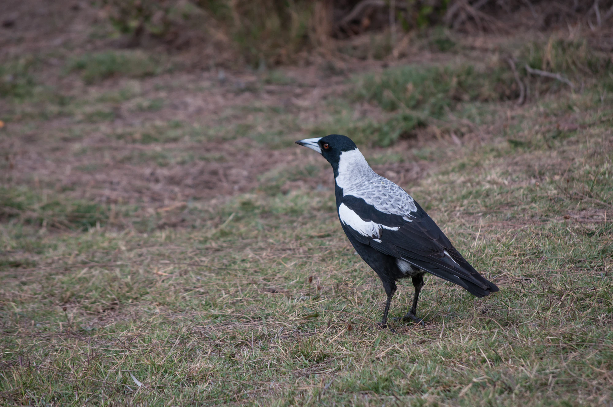 099 — Скачать