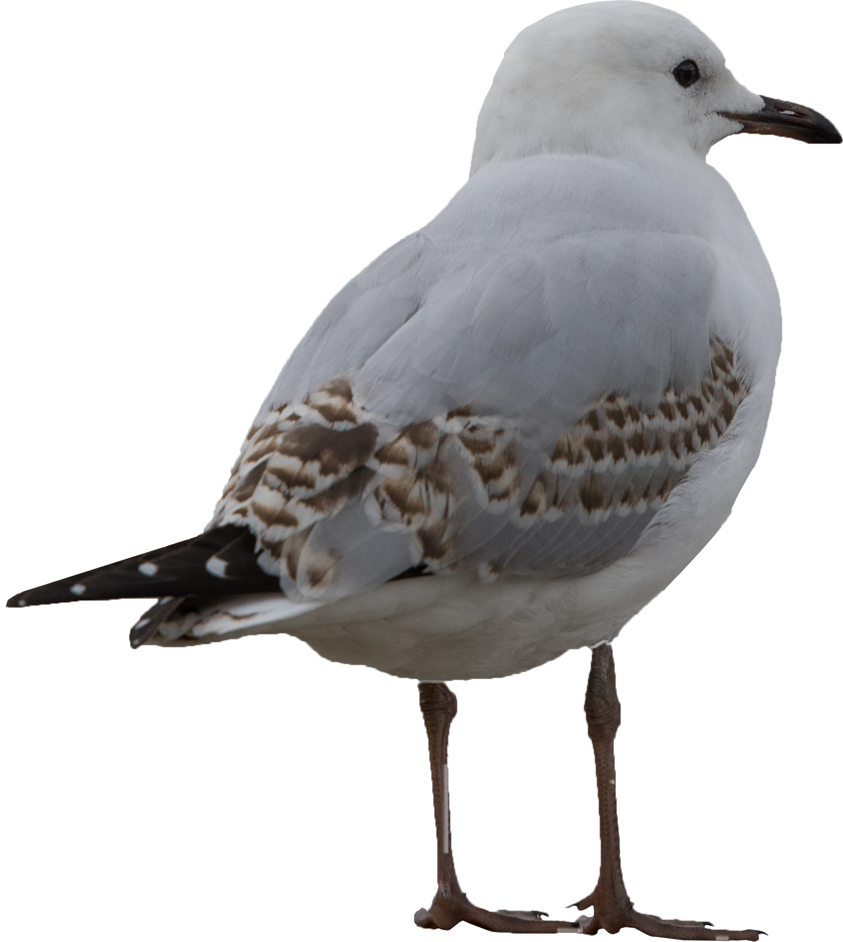 045 — Скачать