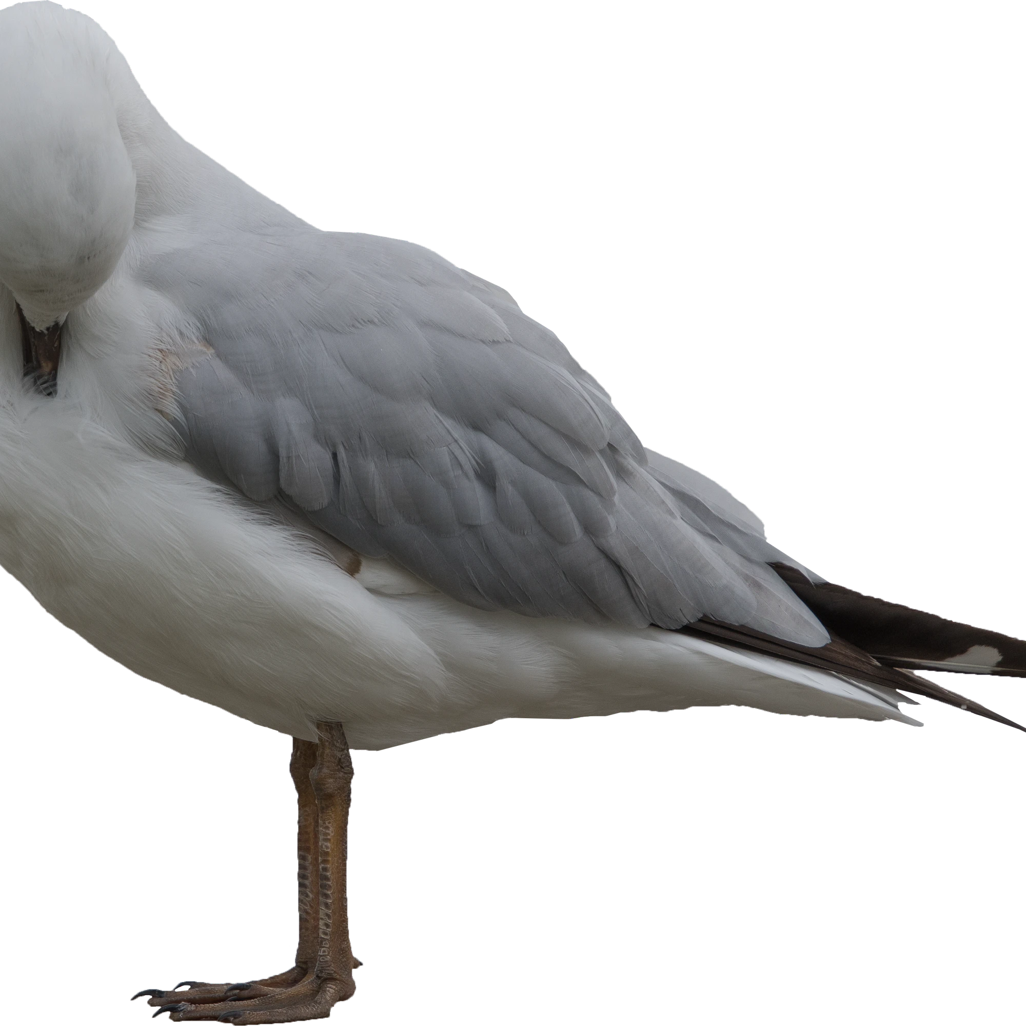 062 — Скачать