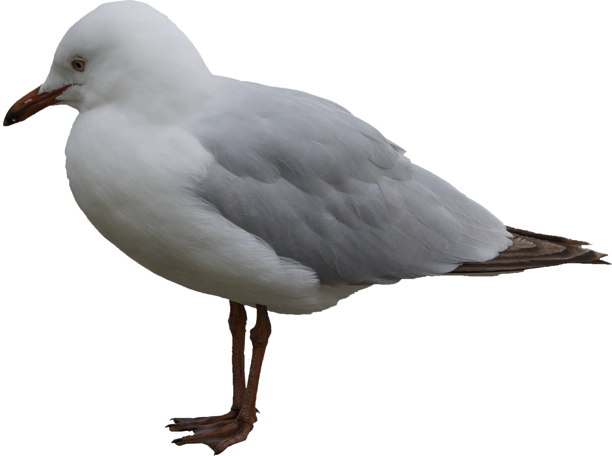 067 — Скачать