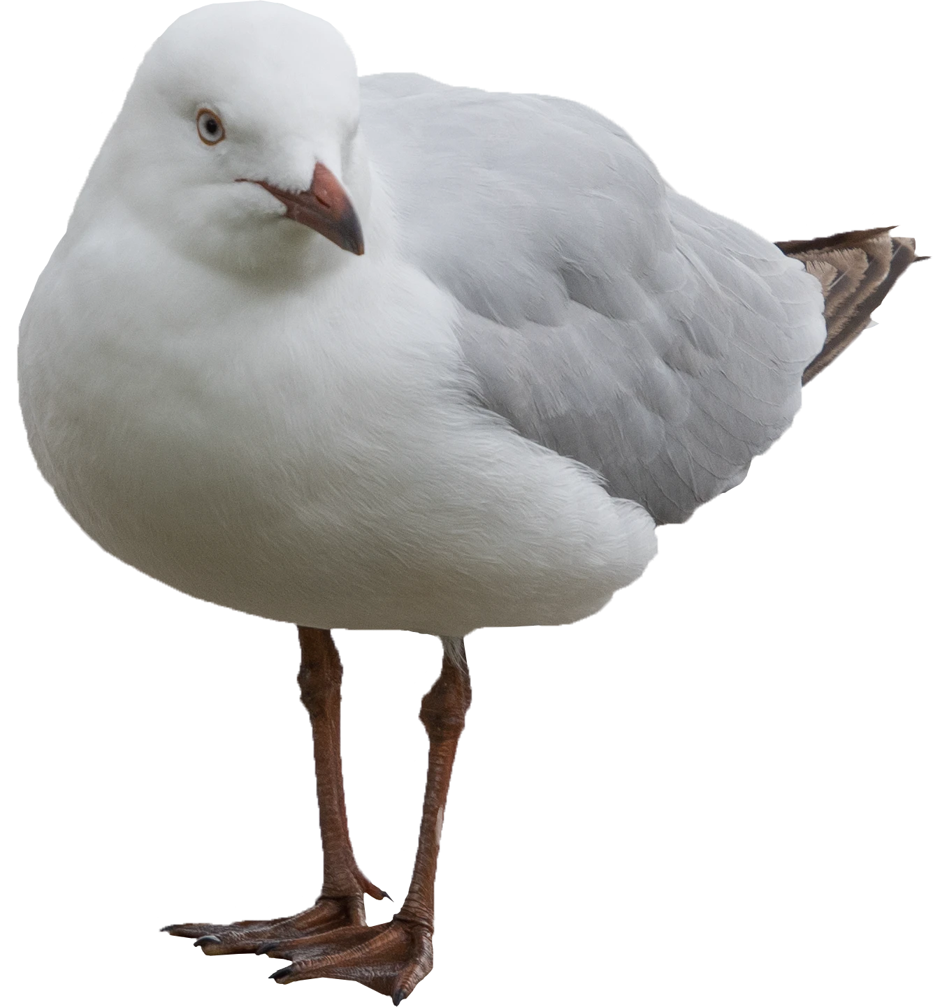 068 — Скачать