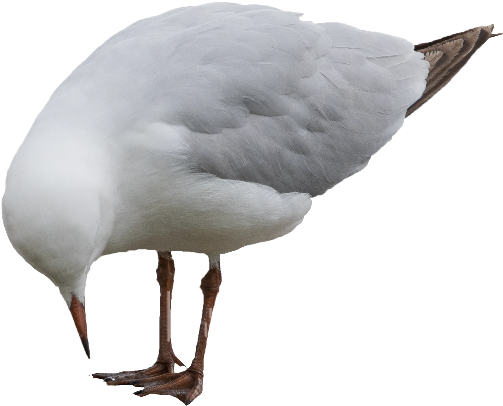 069 — Скачать