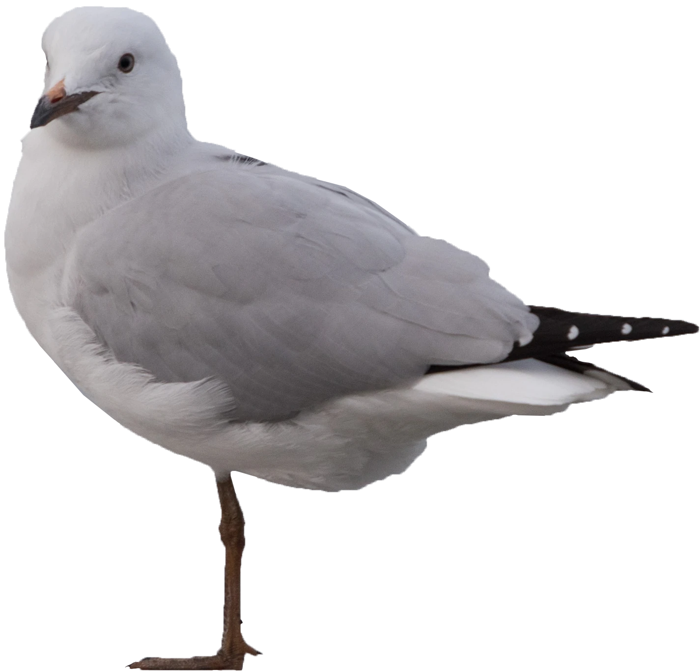 078 — Скачать